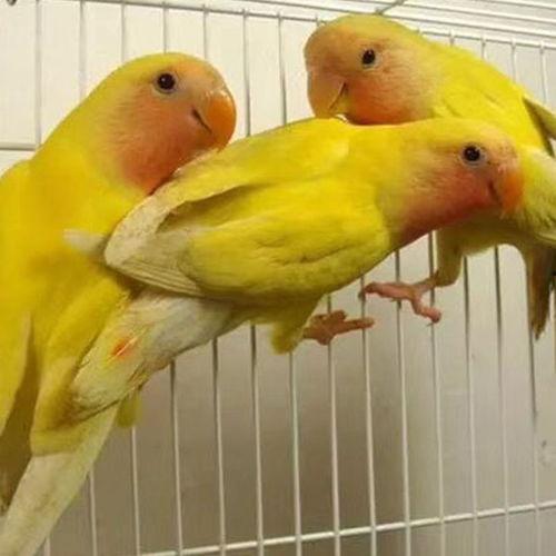 黄桃鹦鹉可以吃哈密瓜